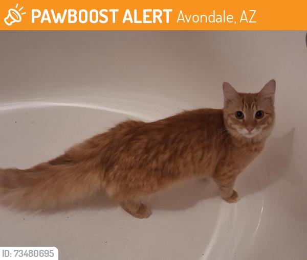 Found/Stray Female Cat last seen Basketball park, Avondale, AZ 85392