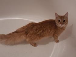 Found/Stray Female Cat last seen Basketball park, Avondale, AZ 85392