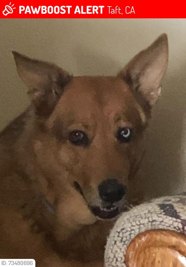 Lost Female Dog last seen 5th st, Taft, CA 93268