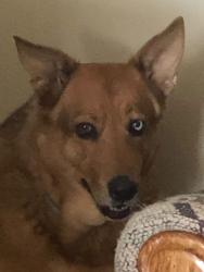 Lost Female Dog last seen 5th st, Taft, CA 93268