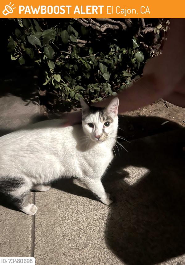 Found/Stray Unknown Cat last seen Buckboards BBQ, El Cajon, CA 92021