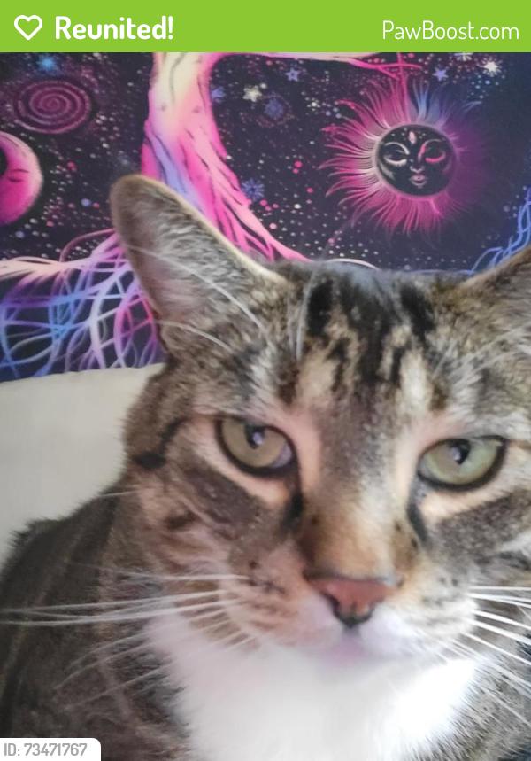 Reunited Male Cat last seen Brentwood Crescent, Surrey, BC 