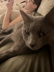Lost Female Cat last seen Behind dollar general, Delaware, OH 43015