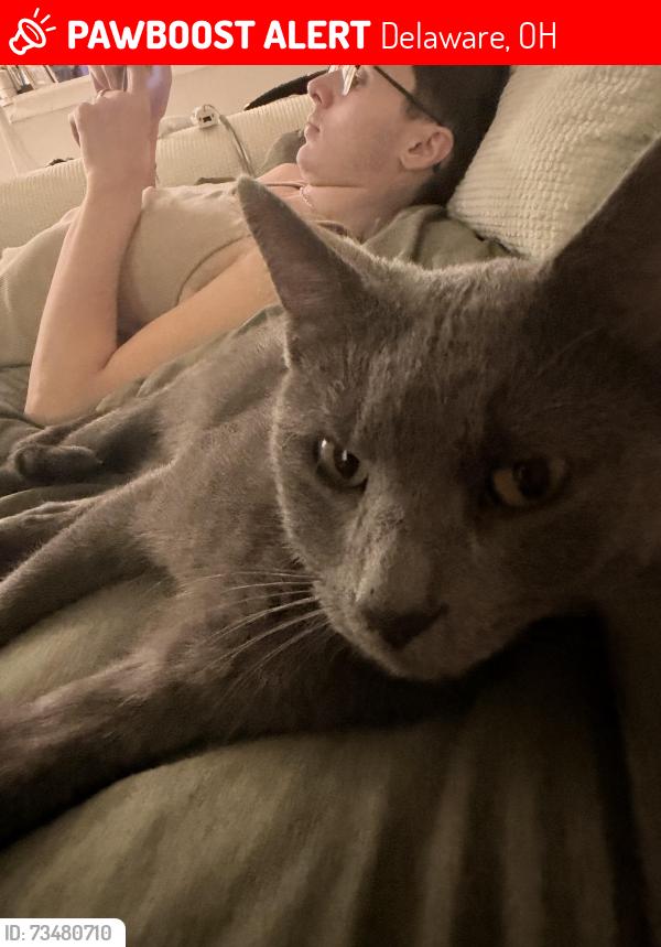 Lost Female Cat last seen Behind dollar general, Delaware, OH 43015