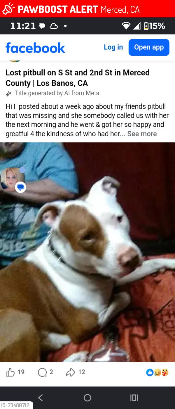 Lost Female Dog last seen S street and 2nd, Merced, CA 95341