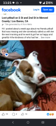 Lost Female Dog last seen S street and 2nd, Merced, CA 95341