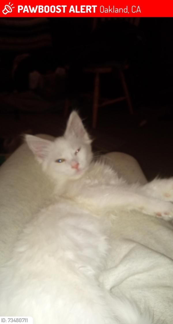 Lost Female Cat last seen 98th and MacArthur, Oakland, CA 94603