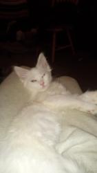Lost Female Cat last seen 98th and MacArthur, Oakland, CA 94603