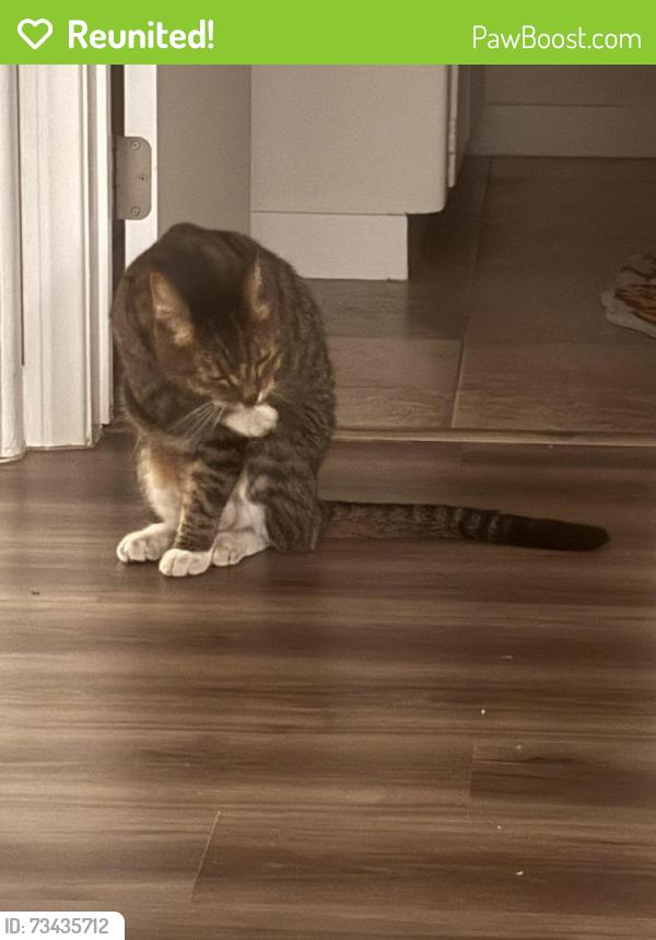 Reunited Male Cat last seen Verdugo and Verdugo Loma Dr, near Glendale Community College, Glendale, CA 91208