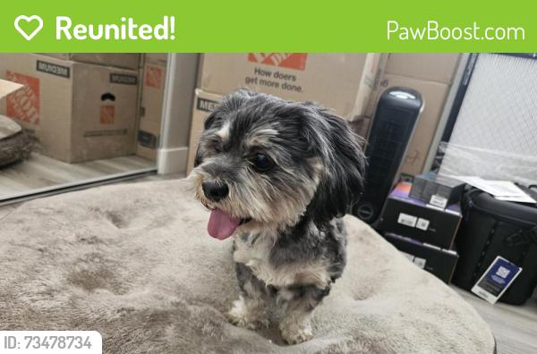Reunited Male Dog last seen Washington and Transom, Las Vegas, NV 89128
