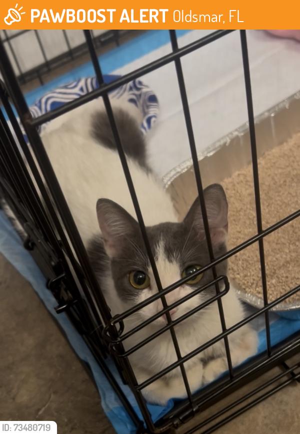 Found/Stray Female Cat last seen Near Tampa Road, Oldsmar, FL 34677