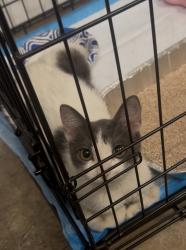 Found/Stray Female Cat last seen Near Tampa Road, Oldsmar, FL 34677