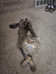 Reunited Male Cat last seen Fairway falls old golf course community, Wilmington, DE 19808