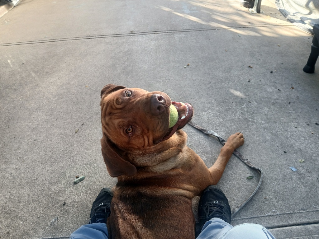Shelter Stray Male Dog last seen Quintard Street, STATEN ISLAND, NY, 10305, 3139 Veterans Rd W, Staten Island, NY 10309, USA
