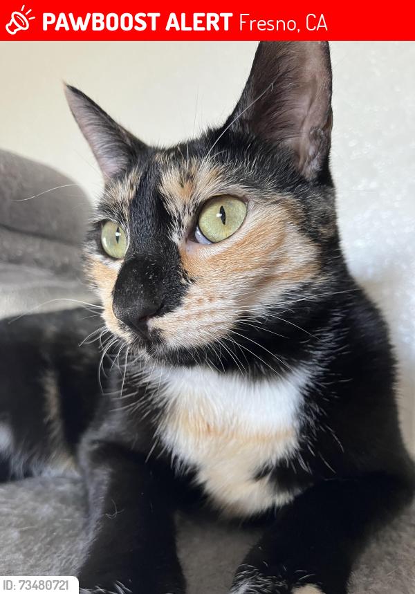 Lost Female Cat last seen I have no idea, Fresno, CA 93702