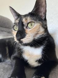 Lost Female Cat last seen I have no idea, Fresno, CA 93702