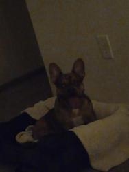 Reunited Female Dog last seen Hadley Ave N near Marcus Theater, Oakdale, MN 55128