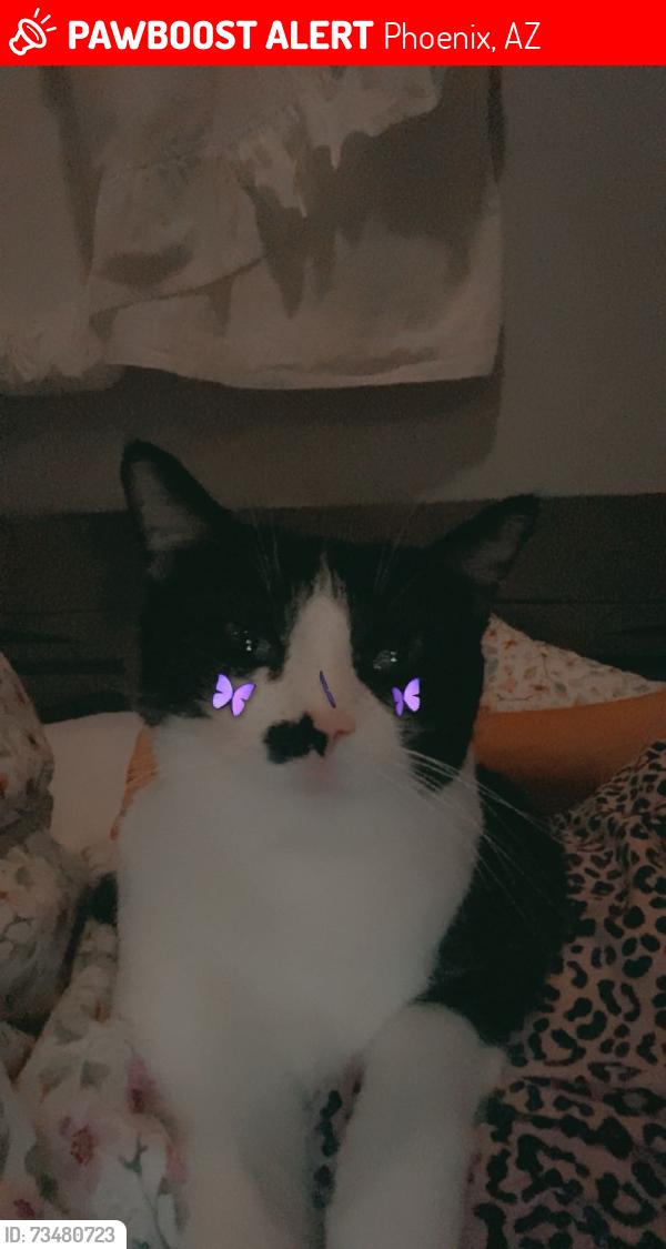 Lost Female Cat last seen 20th street and Montebello, Phoenix, AZ 85016