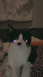 Lost Female Cat last seen 20th street and Montebello, Phoenix, AZ 85016