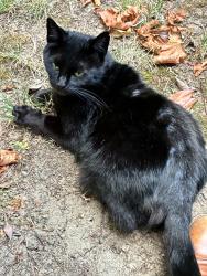 Lost Female Cat last seen Sunburst Terrace/Willie Way, Salem, OR 97304