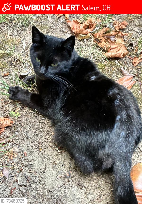 Lost Female Cat last seen Sunburst Terrace/Willie Way, Salem, OR 97304