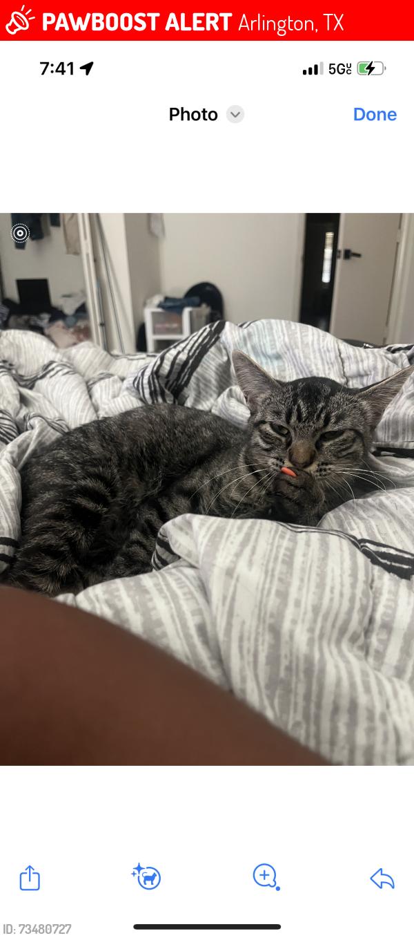 Lost Female Cat last seen Green oaks and woodland park blvd, Arlington, TX 76013