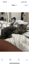 Lost Female Cat last seen Green oaks and woodland park blvd, Arlington, TX 76013