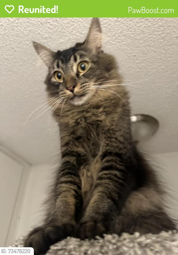 Reunited Male Cat last seen Longford, San Diego, CA 92117