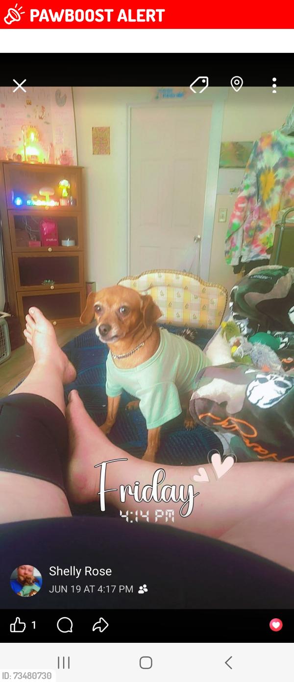 Lost Male Dog last seen Keiser Permanente, Clackamas County, OR 97086