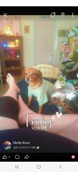 Lost Male Dog last seen Keiser Permanente, Clackamas County, OR 97086