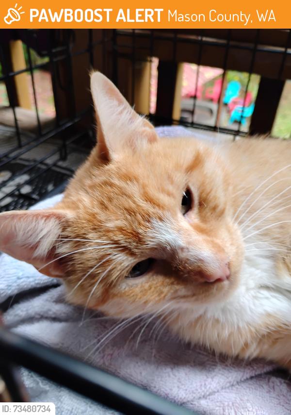 Found/Stray Male Cat last seen E Rivendell Rd Grapeview WA 98546 USA, Mason County, WA 98546