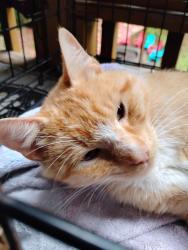 Found/Stray Male Cat last seen E Rivendell Rd Grapeview WA 98546 USA, Mason County, WA 98546