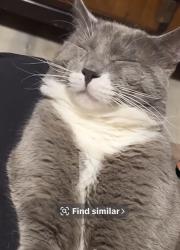 Lost Male Cat last seen Birchbay Lynden rd and Loomis Trail, Custer, WA 98240