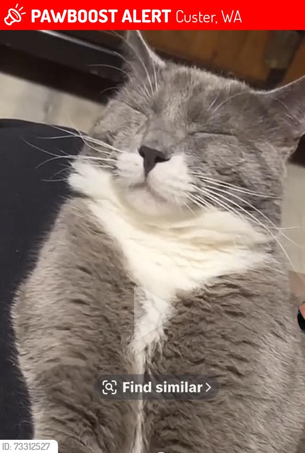 Lost Male Cat last seen Birchbay Lynden rd and Loomis Trail, Custer, WA 98240