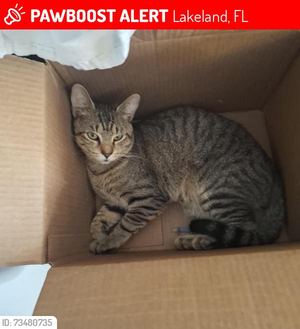Lost Male Cat last seen Valley Trl and Valley Farm, Lakeland, FL 33810