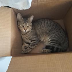 Lost Male Cat last seen Valley Trl and Valley Farm, Lakeland, FL 33810