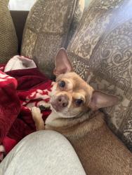 Reunited Male Dog last seen Mulberry, La Puente, CA 91746