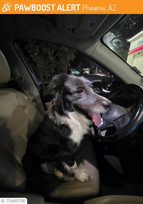 Found/Stray Unknown Dog last seen Near W Baseline Rd 35th Ave and Baseline QT, Phoenix, AZ 85339