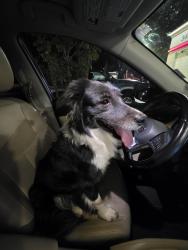 Found/Stray Unknown Dog last seen Near W Baseline Rd 35th Ave and Baseline QT, Phoenix, AZ 85339