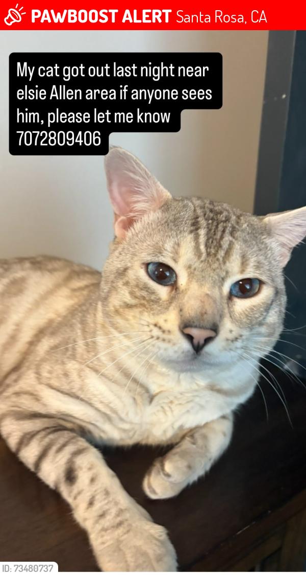 Lost Male Cat last seen Elsie Allen High school, Santa Rosa, CA 95407