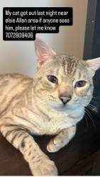 Lost Male Cat last seen Elsie Allen High school, Santa Rosa, CA 95407