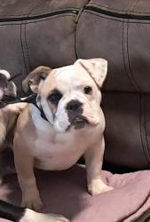Lost Female Dog last seen Canoga and victory, Los Angeles, CA 91367
