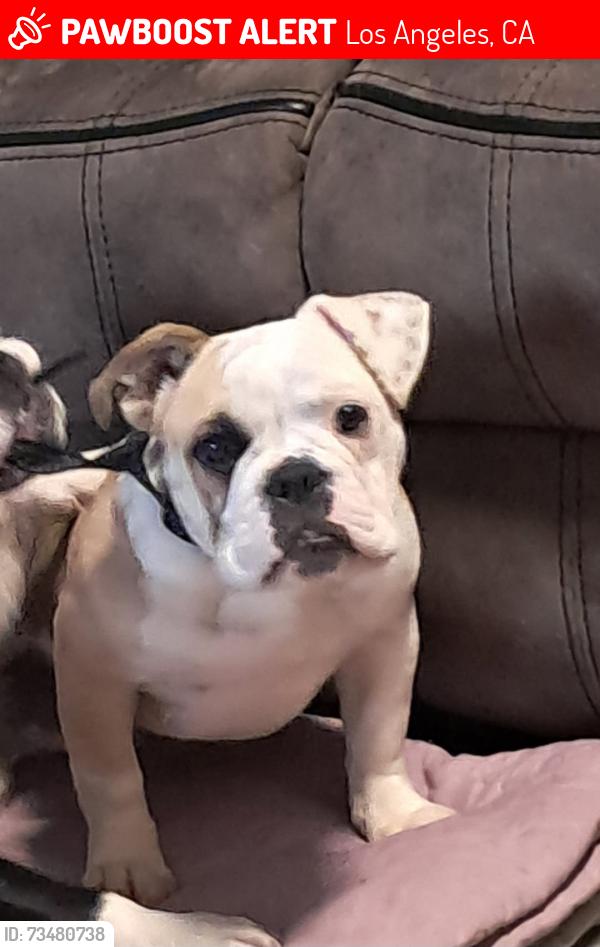 Lost Female Dog last seen Canoga and victory, Los Angeles, CA 91367