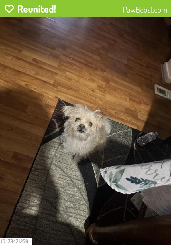 Reunited Female Dog last seen Wyoming, Detroit, MI 48204