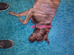 Reunited Female Dog last seen Between Southern & Broadway off Hawes, Mesa, AZ 85208