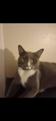 Lost Male Cat last seen Stahl, San Antonio, TX 78217
