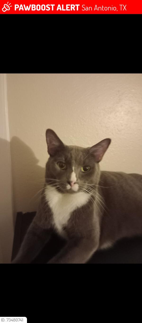 Lost Male Cat last seen Stahl, San Antonio, TX 78217