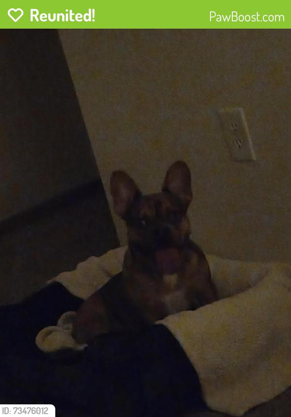 Reunited Female Dog last seen Hadley Ave N near Marcus Theater, Oakdale, MN 55128
