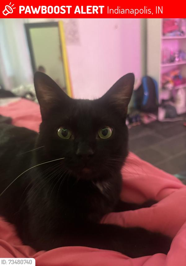 Lost Male Cat last seen Near th st, Indianapolis, IN 46218