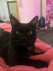 Lost Male Cat last seen Near th st, Indianapolis, IN 46218